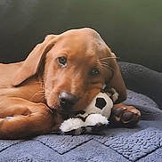 Red is registered to the contest to win money with this photo: puppy, dog, brown, plush_toy, soccer_ball, blanket, cute, pet, lying_down, indoors, soft, sleepy, closeup, animal, young_dog, cozy, fur, paw, resting, companion