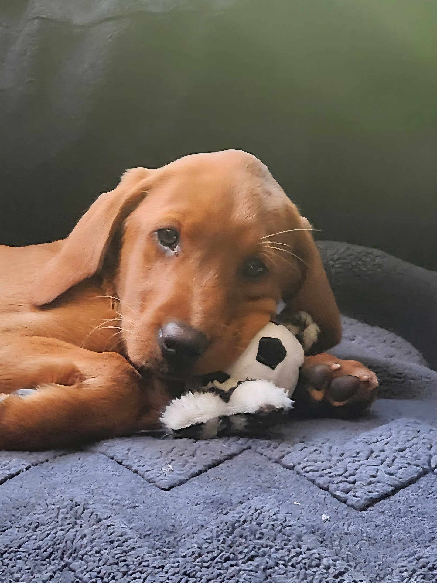 Red is registered to the contest to win money with this photo: puppy, dog, brown, plush_toy, soccer_ball, blanket, cute, pet, lying_down, indoors, soft, sleepy, closeup, animal, young_dog, cozy, fur, paw, resting, companion