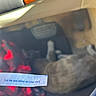car_interior, floor_mat, cat, blur, fortune_cookie_message, text, red_pattern, fabric, pedals, blurred_pet, vehicle, sunlight, shadow, comfort, animal, resting, indoor, seat, leather, closeup