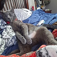 Sol is registered to the contest to win money with this photo: cat, gray_cat, bed, blanket, comforter, remote_control, drink_cup, furniture, indoor, resting, pet, cozy, sleepy, animal, domestic, feline, pillow, wooden_headboard, casual, relaxation