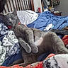 cat, gray_cat, bed, blanket, comforter, remote_control, drink_cup, furniture, indoor, resting, pet, cozy, sleepy, animal, domestic, feline, pillow, wooden_headboard, casual, relaxation