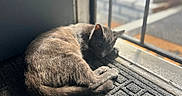 Sol is registered to the contest to win money with this photo: cat, sleeping, mat, door, sunlight, shadow, indoor, pet, feline, resting, curled_up, cozy, quiet, home, animal, texture, gray_cat, relaxing, peaceful, daylight
