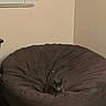 cat, gray_cat, bean_bag, chair, indoor, cozy, furniture, pet, animal, window, blinds, corner, neutral_wall, plush, resting, small_cat, looking, curious, domestic, home