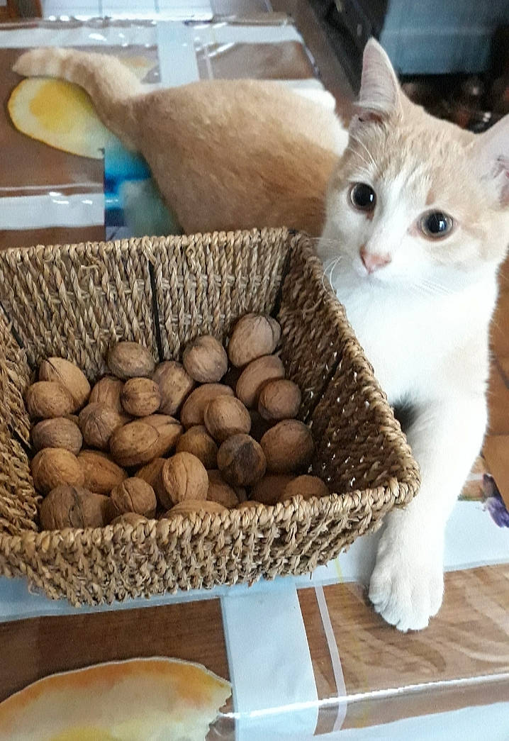 Pitchoun a rejoint le concours — aidez-le/la à gagner de superbes lots ! basket, cat, cuisine, egg, fawn, felidae, food, small_to_medium_sized_cats, whiskers