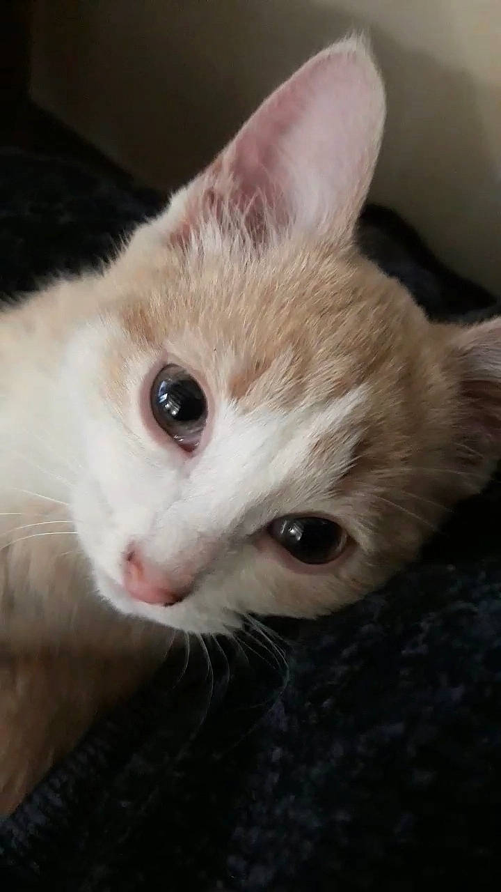 Pitchoun a rejoint le concours — aidez-le/la à gagner de superbes lots ! arabian_mau, burmilla, carnivore, cat, colorpoint_shorthair, domestic_short_haired_cat, eye, felidae, german_rex, javanese, khao_manee, kitten, mammal, nose, ojos_azules, singapura, small_to_medium_sized_cats, snout, vertebrate, whiskers