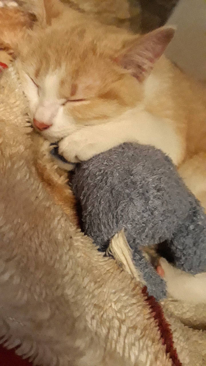 Pitchoun a rejoint le concours — aidez-le/la à gagner de superbes lots ! asian, british_shorthair, carnivore, cat, claw, cornish_rex, domestic_short_haired_cat, european_shorthair, fawn, felidae, fur, german_rex, kitten, mammal, selkirk_rex, singapura, small_to_medium_sized_cats, snout, vertebrate, whiskers