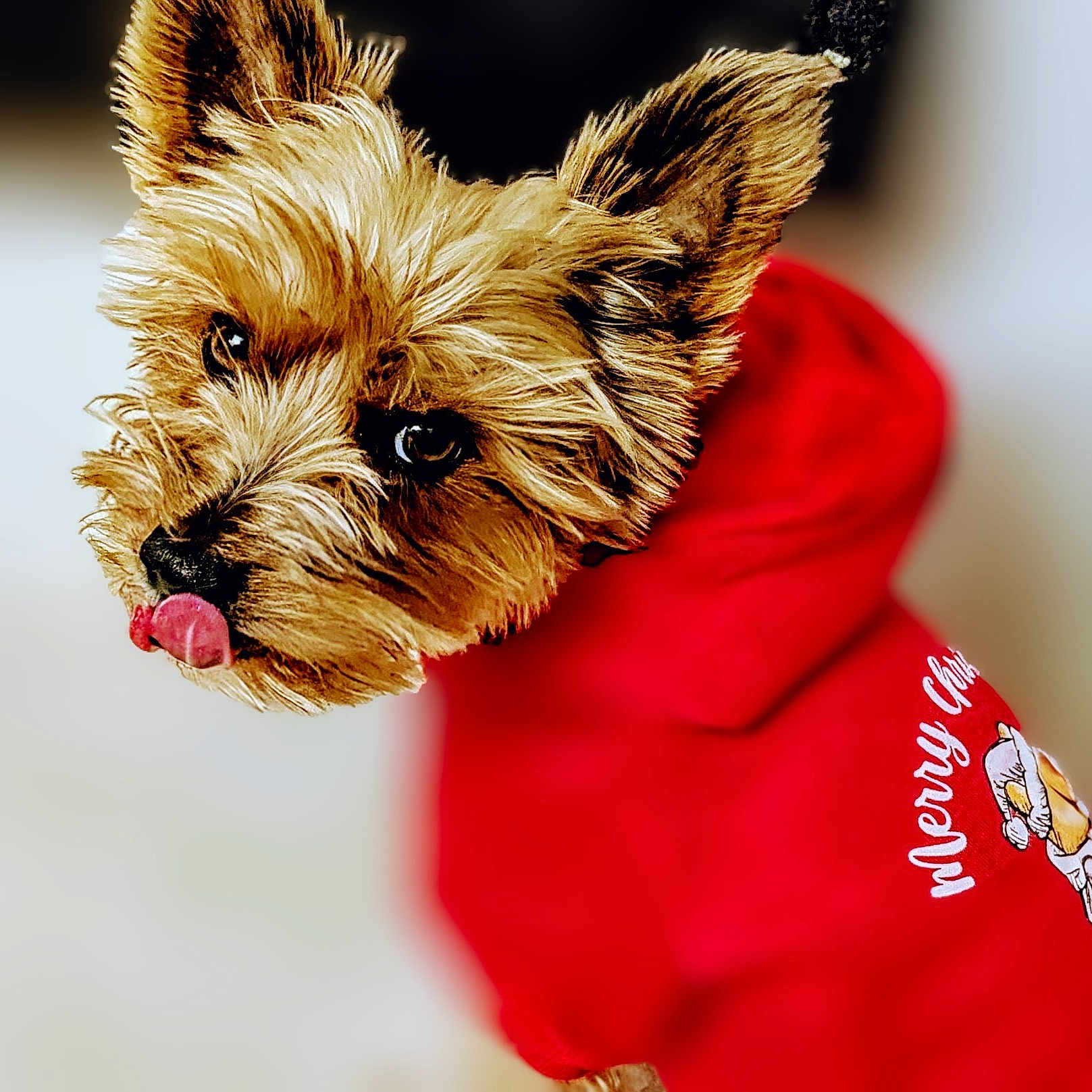 Pancharelli joined the competition — help win amazing prizes! adorable, animal, blurry_background, canine, close_up, cute, dog, ears, expression, fur, holiday, hoodie, indoor, looking_back, merry_christmas, pet, portrait, red_clothing, small_dog, tongue_out