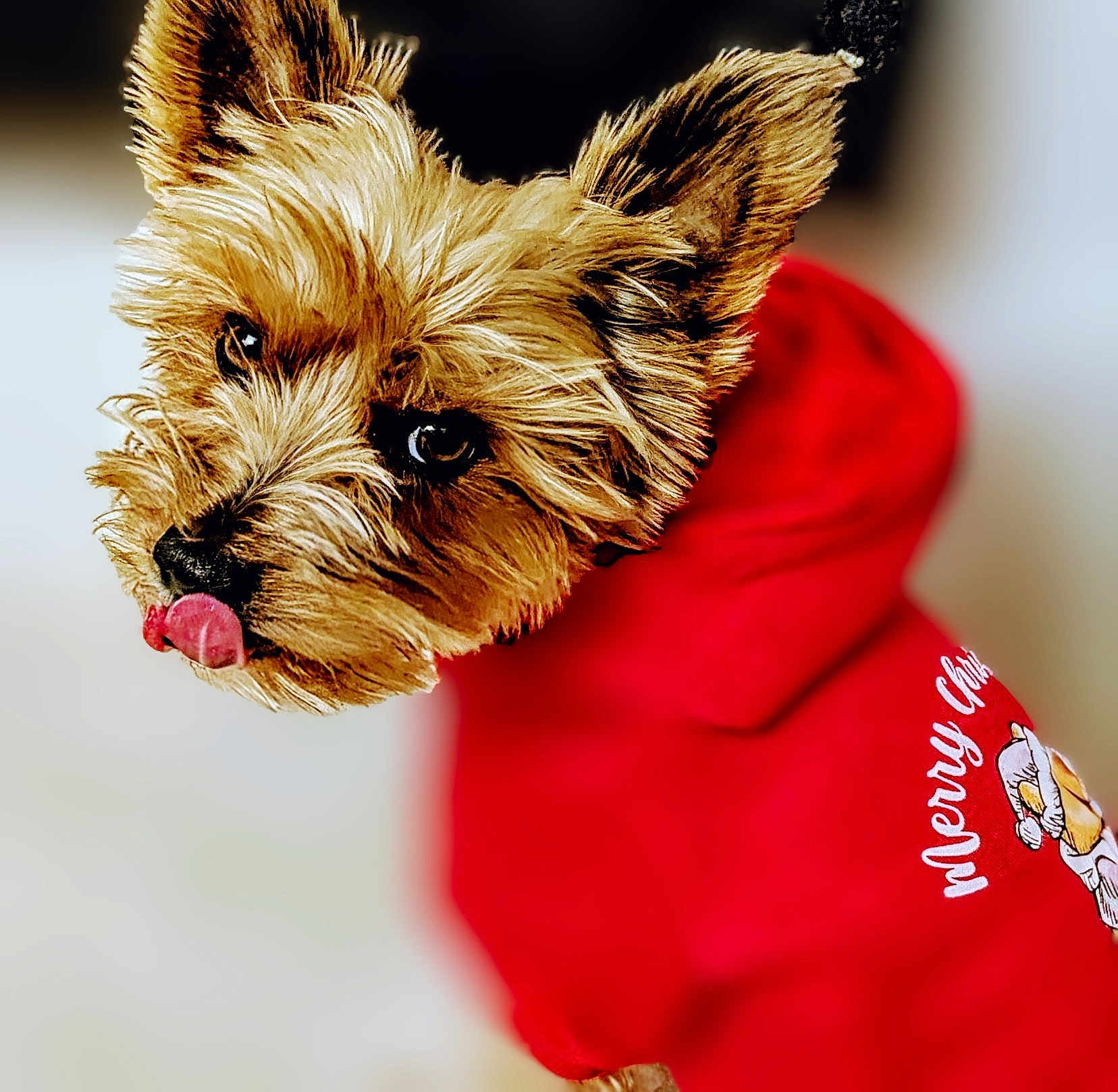 Pancharelli joined the competition — help win amazing prizes! dog, pet, animal, cute, tongue_out, fur, ears, hoodie, red_clothing, merry_christmas, holiday, portrait, close_up, blurry_background, indoor, small_dog, expression, looking_back, adorable, canine
