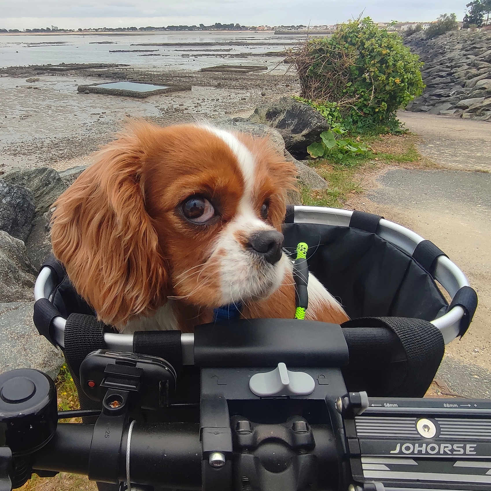 Unan a rejoint le concours — aidez-le/la à gagner de superbes lots ! accessories, animal, beach, canine, dog, face, grass, head, nature, outdoors, person, pet, photography, plant, portrait, puppy, rock, summer, sunglasses, water