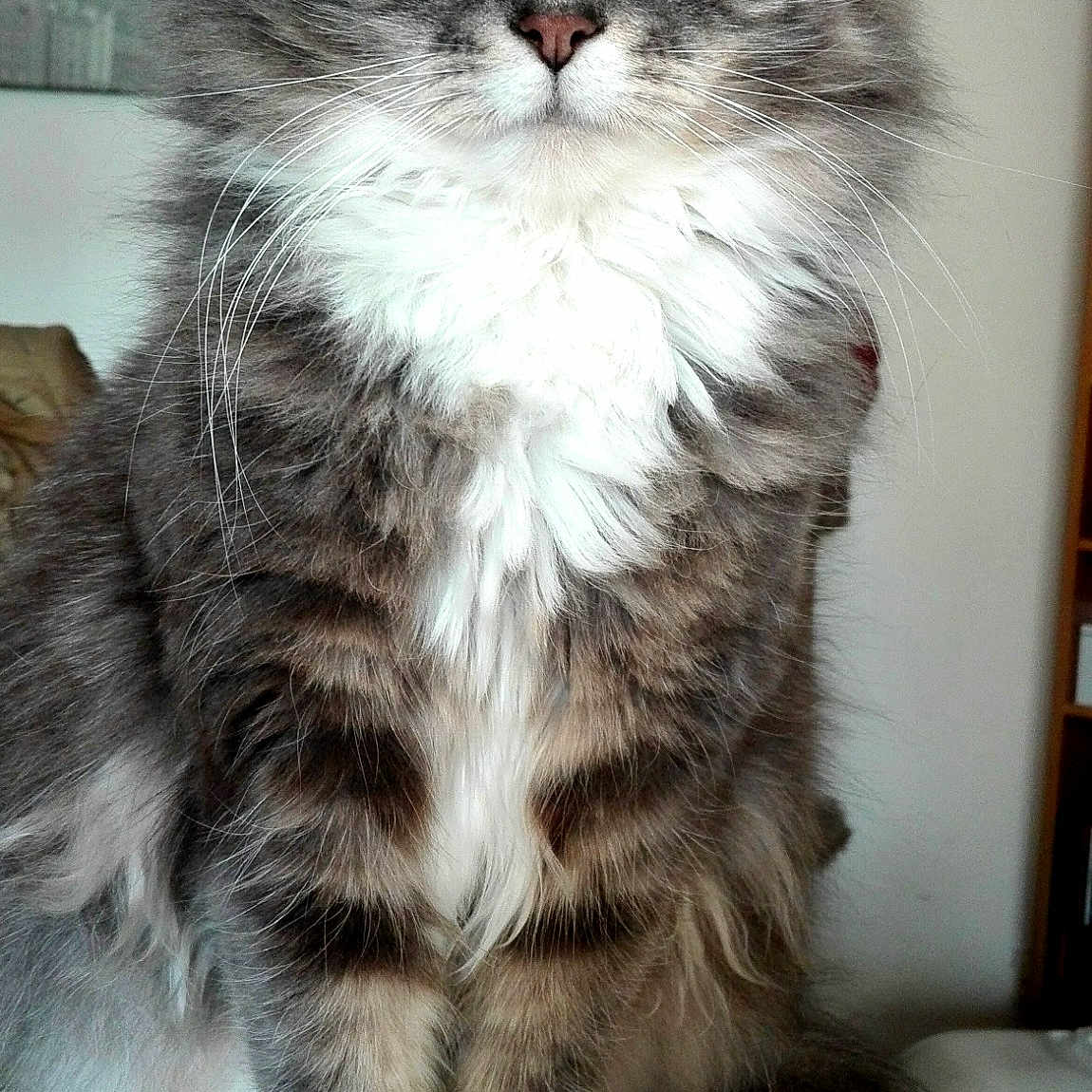 Maestro