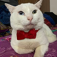 Bellu joined the competition — help win amazing prizes! animal, bedspread, blue_eye, bow_tie, cat, close_up, cute, domestic_animal, feline, floral_pattern, green_eye, heterochromia, indoor, paw, pet, portrait, purple, relaxed, whiskers, white_cat