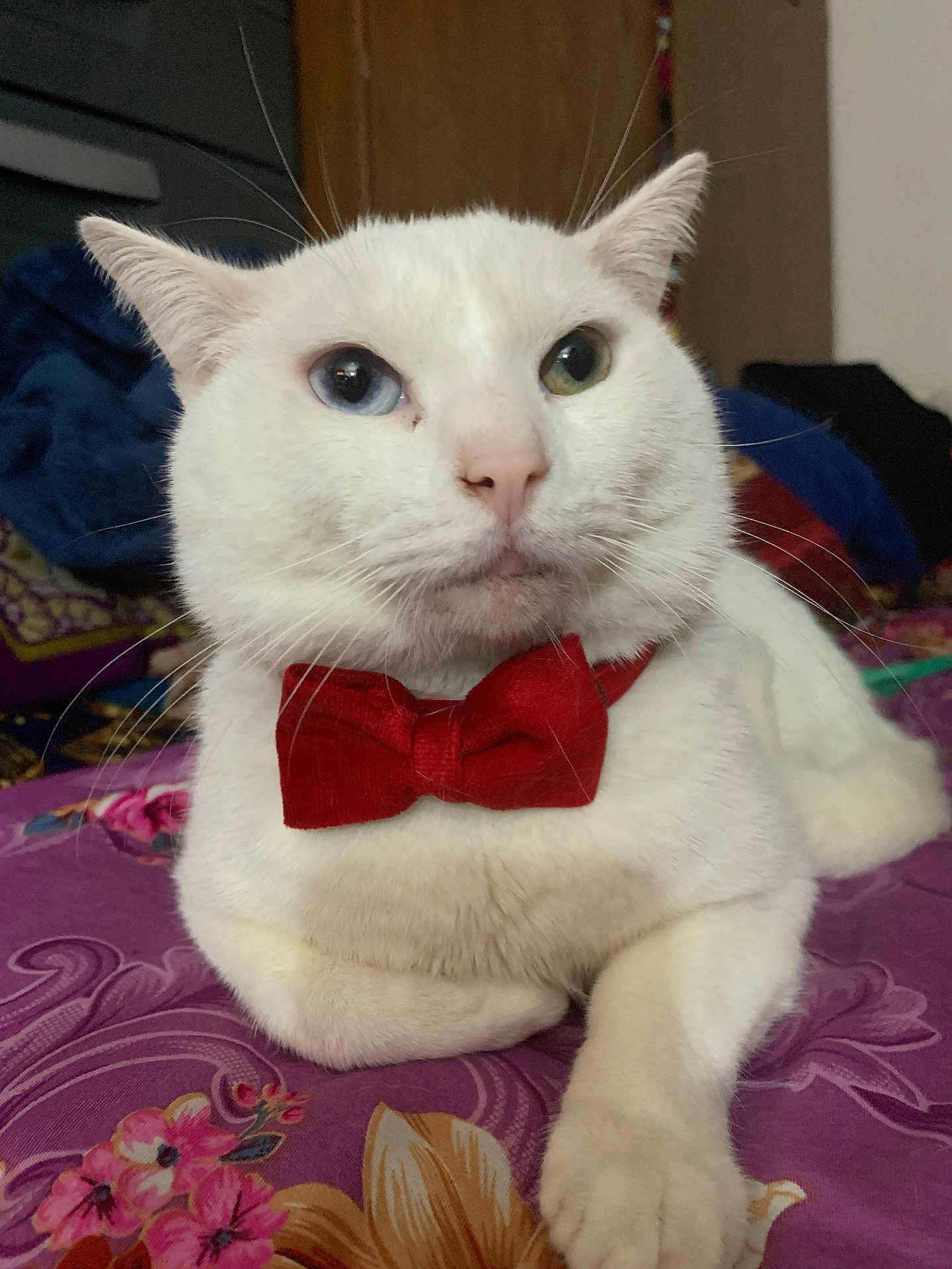 Bellu joined the competition — help win amazing prizes! animal, bedspread, blue_eye, bow_tie, cat, close_up, cute, domestic_animal, feline, floral_pattern, green_eye, heterochromia, indoor, paw, pet, portrait, purple, relaxed, whiskers, white_cat