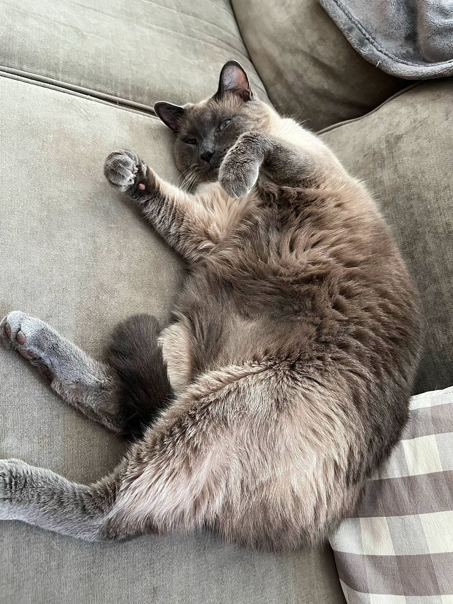 Tao is registered to the contest to win money with this photo: carnivore, cat, claw, comfort, domestic_short_haired_cat, felidae, foot, fur, grey, lap, metal, monochrome_photography, nap, paw, sitting, small_to_medium_sized_cats, snout, tail, terrestrial_animal, whiskers