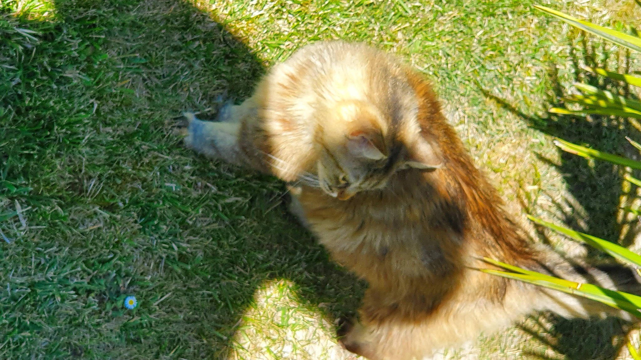 Fripouille a rejoint le concours — aidez-le/la à gagner de superbes lots ! canidae, carnivore, cat, claw, companion_dog, dog_breed, fawn, felidae, fur, grass, liver, paw, plant, small_to_medium_sized_cats, snout, sporting_group, tail, terrestrial_animal, whiskers, wildlife