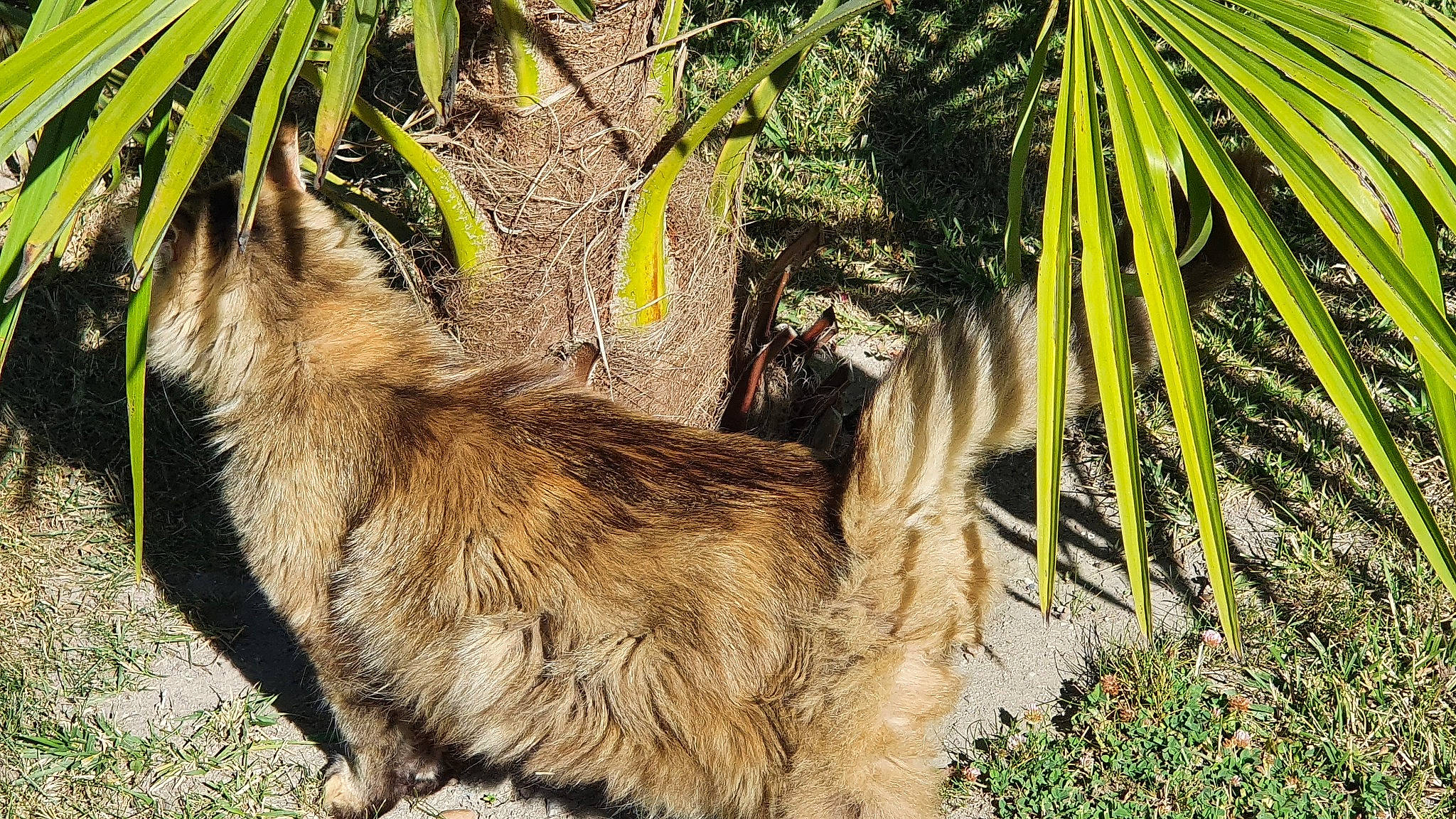 Fripouille a rejoint le concours — aidez-le/la à gagner de superbes lots ! arecales, botany, canidae, carnivore, cat, dog_breed, fawn, felidae, grass, palm_tree, plant, small_to_medium_sized_cats, snout, sporting_group, tail, terrestrial_animal, terrestrial_plant, tree, trunk, whiskers