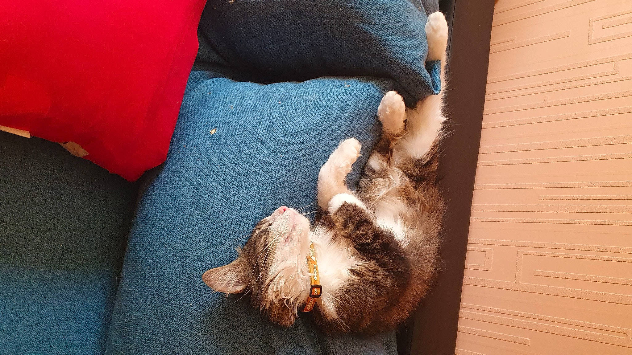 Rocket participe au concours pour gagner de l'argent avec cette photo : carnivore, cat, claw, comfort, companion_dog, couch, domestic_short_haired_cat, electric_blue, fawn, felidae, fur, human_leg, linens, nap, paw, small_to_medium_sized_cats, sporting_group, tail, whiskers, wood