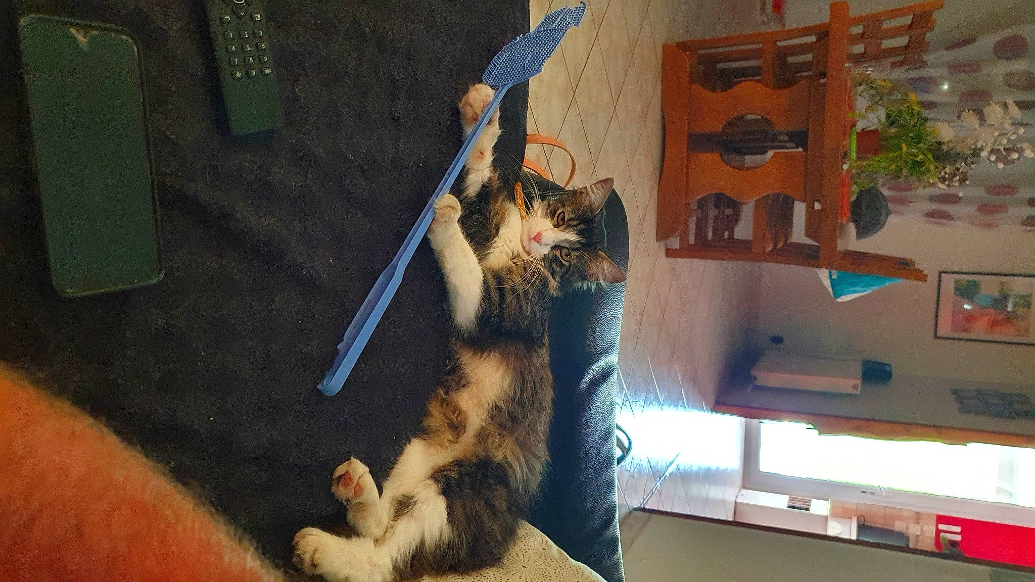 Rocket participe au concours pour gagner de l'argent avec cette photo : canidae, carnivore, cat, comfort, domestic_short_haired_cat, felidae, flooring, fur, houseplant, lap, organism, paw, pet_supply, plant, room, shelf, small_to_medium_sized_cats, sporting_group, tail, whiskers