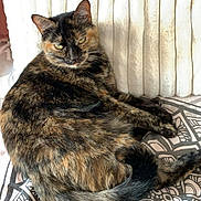 Minette participe au concours pour gagner de l'argent avec cette photo : animal, blanket, cat, comfort, cozy, cushion, ears, feline, fur, home, indoor, looking, pattern, pet, relaxed, resting, sitting, tail, tortoiseshell, whiskers