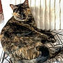 animal, blanket, cat, comfort, cozy, cushion, ears, feline, fur, home, indoor, looking, pattern, pet, relaxed, resting, sitting, tail, tortoiseshell, whiskers
