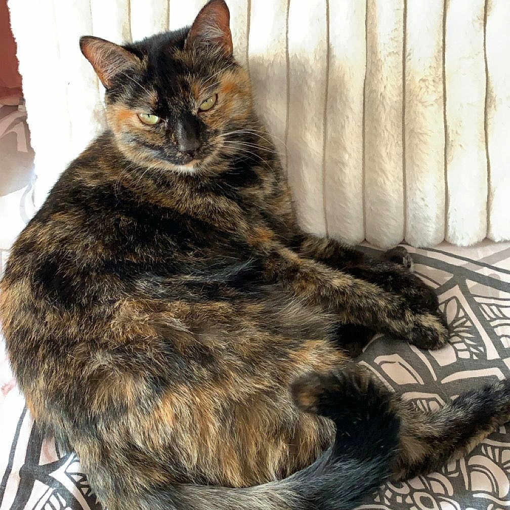 Minette