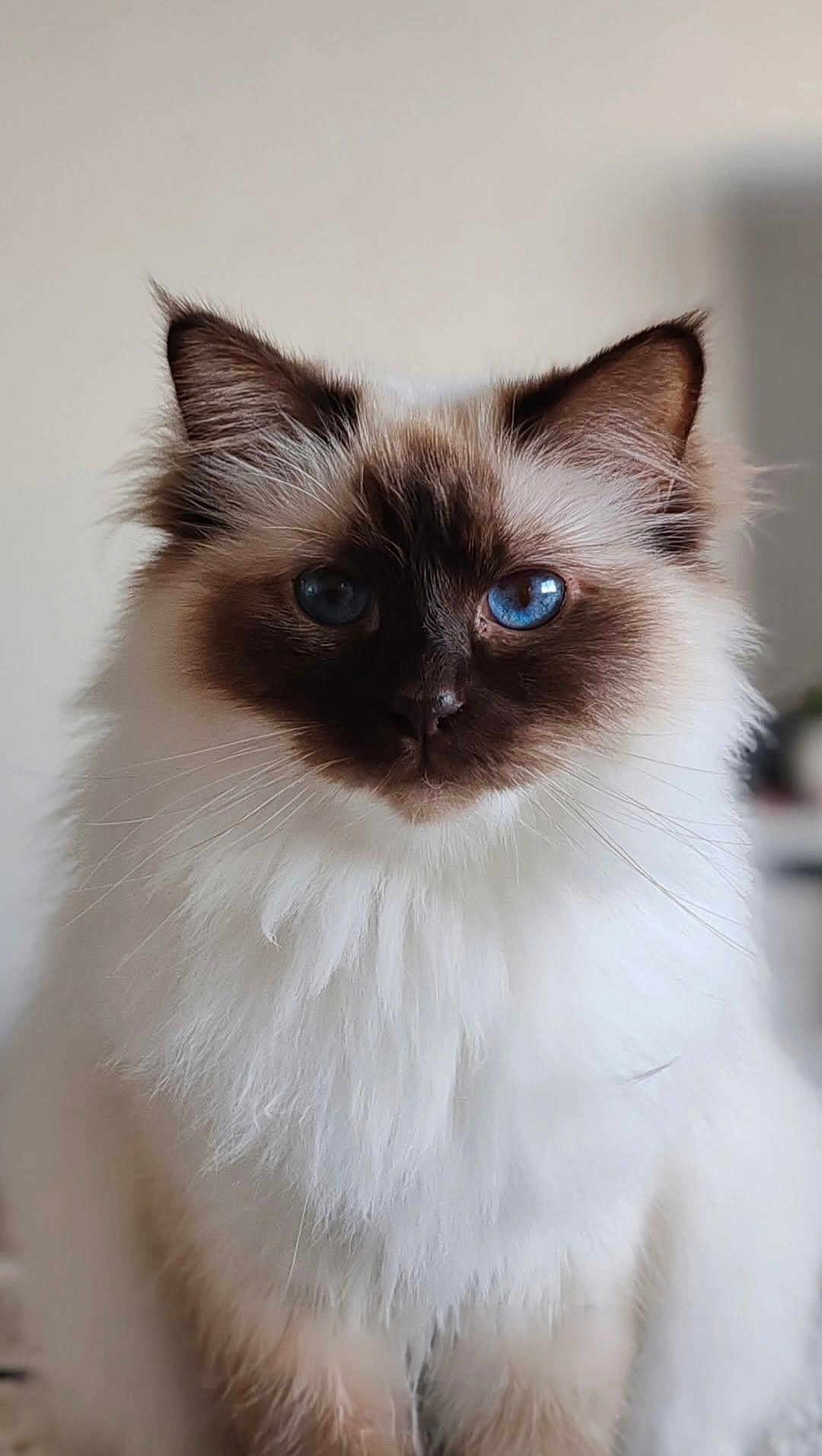 Rhéa a rejoint le concours — aidez-le/la à gagner de superbes lots ! cat, blue_eyes, fluffy, close_up, portrait, indoor, pet, animal, white_fur, brown_mask, ears, whiskers, sitting, cute, feline, soft_light, domestic_cat, mammal, calm, background_blur