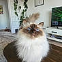 Rhéa a rejoint le concours — aidez-le/la à gagner de superbes lots ! cat, blue_eyes, fluffy, long_hair, table, indoor, living_room, plant, furniture, television, white_cabinet, curious, pet, domestic_animal, whiskers, tail, wooden_surface, cozy, home, bright