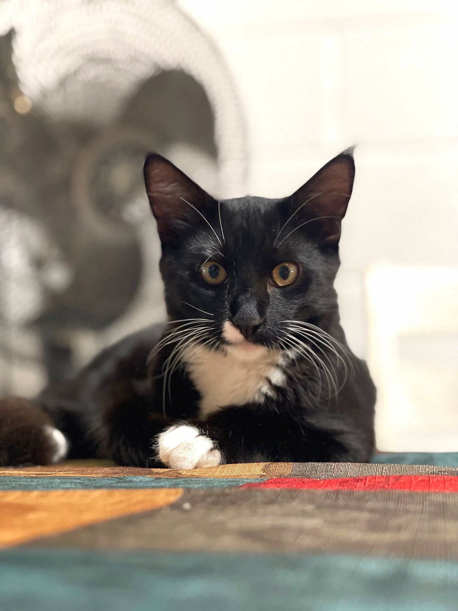 Coffee joined the competition — help win amazing prizes! black_cat, carnivore, cat, claw, domestic_short_haired_cat, felidae, fur, paw, small_to_medium_sized_cats, snout, whiskers, window