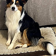 Sam participe au concours pour gagner de l'argent avec cette photo : dog, pet, indoor, bed, furry, tricolor, sitting, canine, floor, tile, fur, animal, domestic, cute, companion, relaxed, home, portrait, mammal, friendly