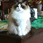Mimosia is registered to the contest to win money with this photo: cat, fluffy, sitting, wooden_furniture, green_tablecloth, flowers, vase, indoor, pet, furry, brown_and_white, table, decor, cozy, domestic, relaxed, animal, portrait, furniture, houseplant
