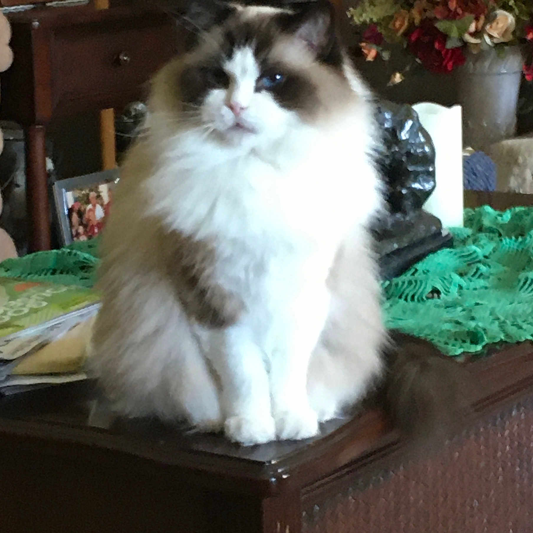 Mimosia is registered to the contest to win money with this photo: animal, brown_and_white, cat, cozy, decor, domestic, flowers, fluffy, furniture, furry, green_tablecloth, houseplant, indoor, pet, portrait, relaxed, sitting, table, vase, wooden_furniture