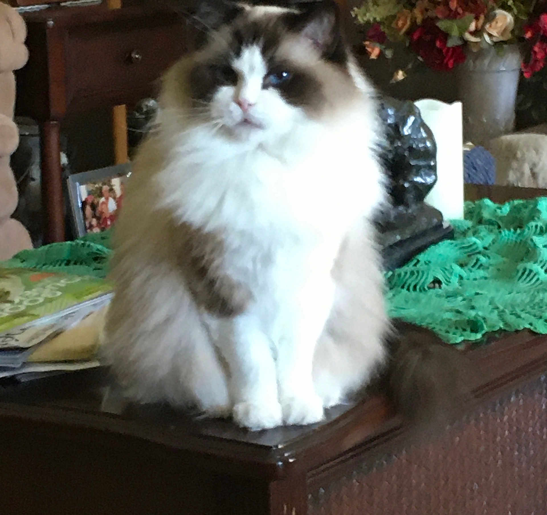 Mimosia is registered to the contest to win money with this photo: cat, fluffy, sitting, wooden_furniture, green_tablecloth, flowers, vase, indoor, pet, furry, brown_and_white, table, decor, cozy, domestic, relaxed, animal, portrait, furniture, houseplant