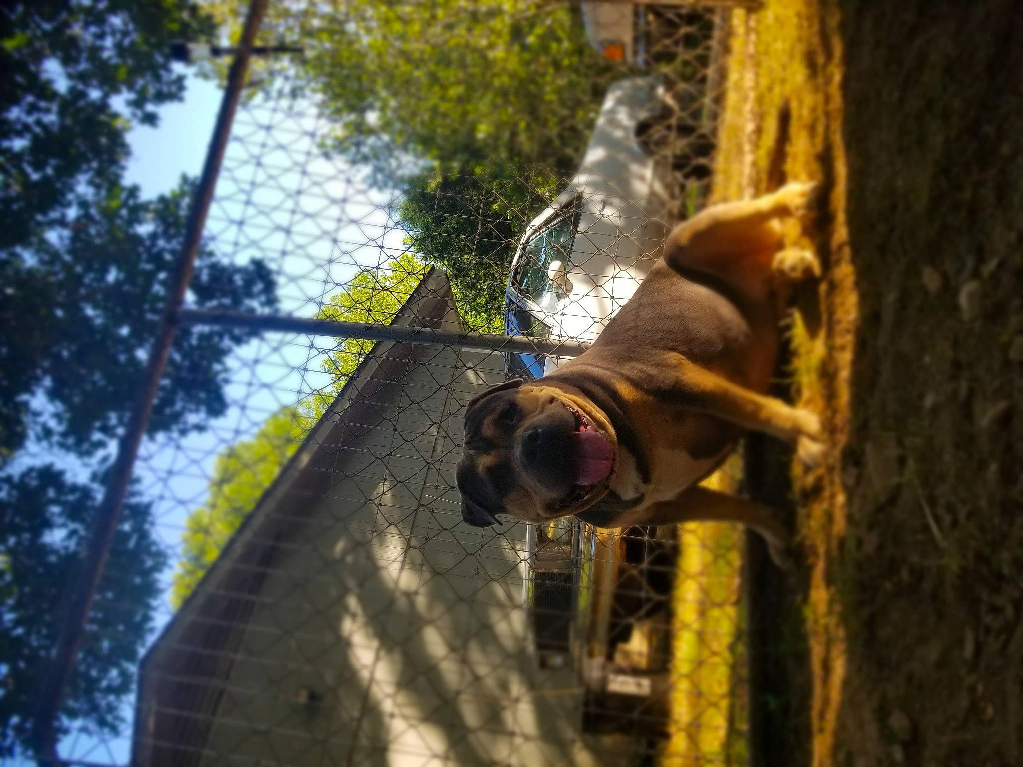 Bones joined the competition — help win amazing prizes! adventure, canidae, fawn, forest, grass, jungle, leisure, plant, recreation, rope, sky, snout, soil, sporting_group, tail, terrestrial_animal, tree, trunk, wildlife, wood