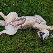 Taïa a rejoint le concours — aidez-le/la à gagner de superbes lots ! animal, ball, canine, dog, field, football, grass, grassland, hound, husky, lawn, nature, outdoors, pet, plant, pointer, puppy, soccer, soccerball, sport