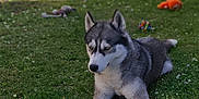 Taïa a rejoint le concours — aidez-le/la à gagner de superbes lots ! accessories, alloywheel, animal, canine, car, carwheel, dog, eskimodog, grass, husky, lawn, machine, pet, plant, puppy, spoke, tire, transportation, vehicle, wheel