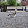 Taïa participe au concours pour gagner de l'argent avec cette photo : animal, architecture, building, canine, city, dog, gravel, house, housing, husky, nature, outdoors, person, pet, plant, road, street, tarmac, tree, urban