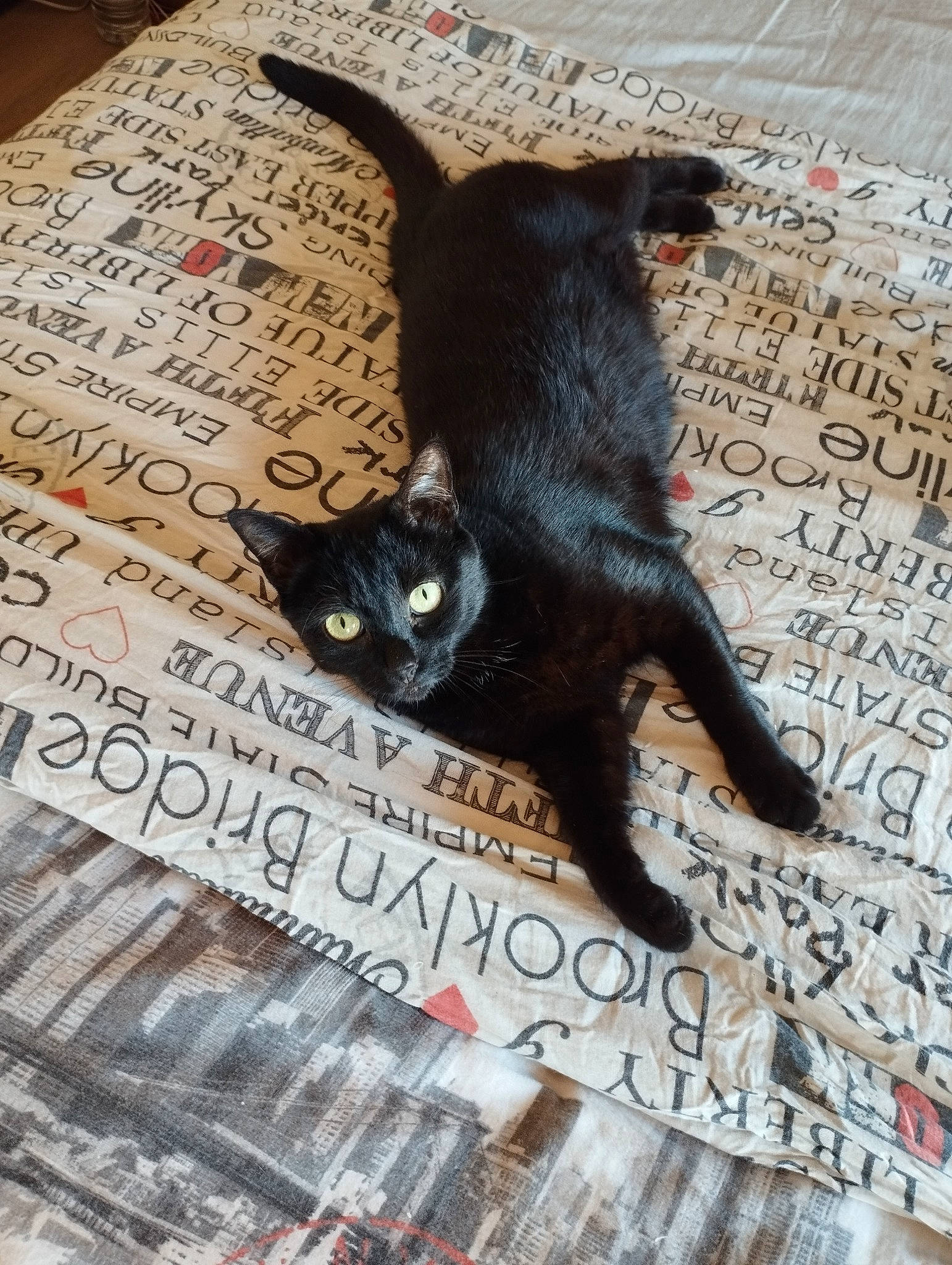 Gaya a rejoint le concours — aidez-le/la à gagner de superbes lots ! advertising, black_cat, bombay, carnivore, cat, domestic_short_haired_cat, felidae, floor, flooring, font, formal_wear, fur, linens, photo_caption, publication, small_to_medium_sized_cats, snout, tail, whiskers, wood