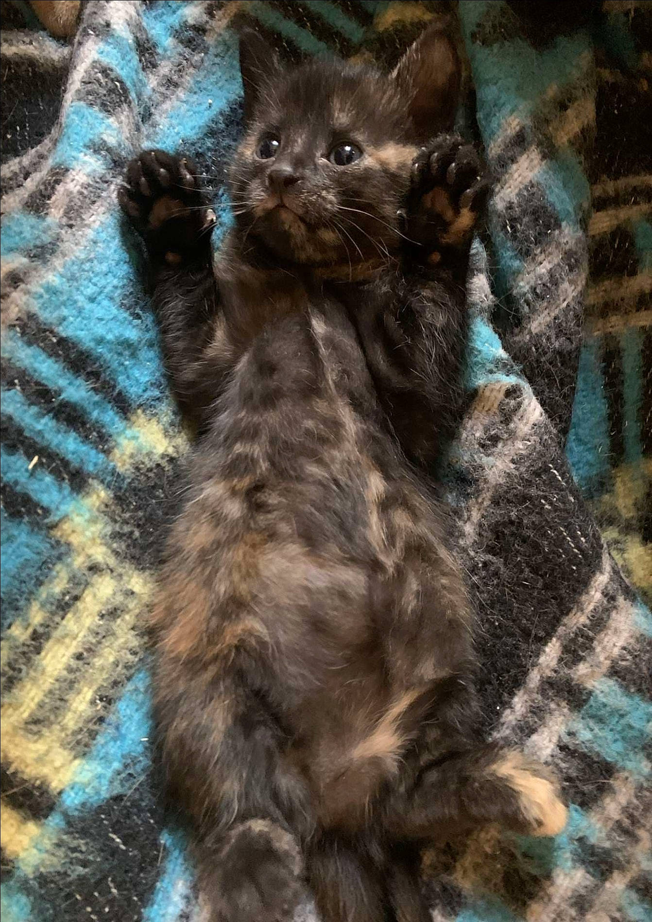 Shaé participe au concours pour gagner de l'argent avec cette photo : black_cat, carnivore, cat, claw, comfort, domestic_short_haired_cat, fawn, felidae, fur, pattern, paw, small_to_medium_sized_cats, snout, tail, terrestrial_animal, whiskers