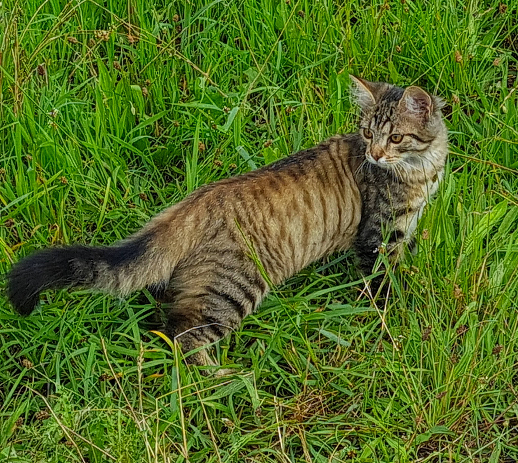 Felix participe au concours pour gagner de l'argent avec cette photo : carnivore, cat, domestic_short_haired_cat, fawn, felidae, fur, grass, grassland, groundcover, lynx, paw, plant, small_to_medium_sized_cats, snout, tail, terrestrial_animal, tree, whiskers, wildlife