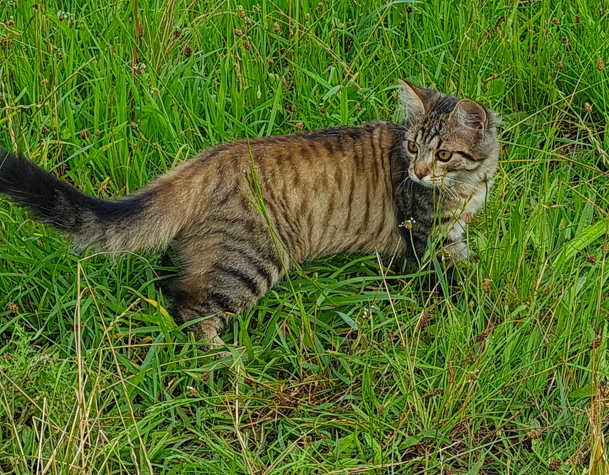 Felix a rejoint le concours — aidez-le/la à gagner de superbes lots ! carnivore, cat, domestic_short_haired_cat, fawn, felidae, fur, grass, grassland, lynx, plant, small_to_medium_sized_cats, snout, tail, terrestrial_animal, tree, whiskers, wildlife