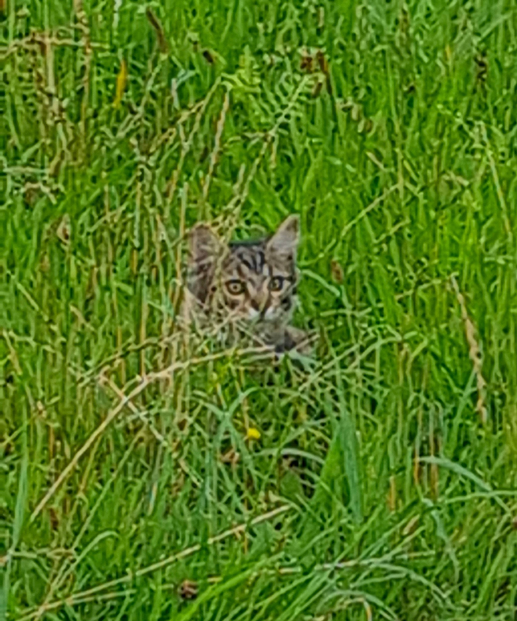 Felix a rejoint le concours — aidez-le/la à gagner de superbes lots ! carnivore, cat, domestic_short_haired_cat, felidae, field, fur, grass, grass_family, grassland, groundcover, herb, pattern, plant, poales, prairie, small_to_medium_sized_cats, terrestrial_animal, terrestrial_plant, whiskers, wildlife