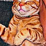 cat, orange_tabby, sleeping, pet, feline, fur, whiskers, paw, relaxed, indoor, closeup, cozy, domestic_cat, striped, resting, cute, animal, mammal, companion, cute_pet