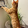 cat, orange_tabby, standing, indoor, shelf, framed_photos, decor, plant, countertop, curious, pet, feline, fur, whiskers, ears, tail, houseplant, mirror, wooden_brush, ornament
