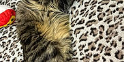 La Bella is registered to the contest to win money with this photo: cat, tabby, sleeping, fluffy, pet, animal, cozy, blanket, leopard_print, fur, paw, tail, indoor, resting, cute, soft, plush_toy, relaxed, mammal, domestic