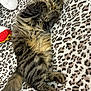 cat, tabby, sleeping, fluffy, pet, animal, cozy, blanket, leopard_print, fur, paw, tail, indoor, resting, cute, soft, plush_toy, relaxed, mammal, domestic