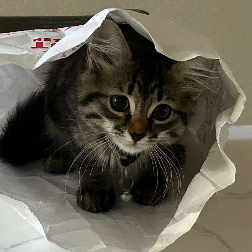 La Bella is registered to the contest to win money with this photo: adorable, animal, cat, closeup, curious, cute, domestic, eyes, face, feline, fur, indoor, kitten, looking, paper_bag, pet, playful, tabby, whiskers, young