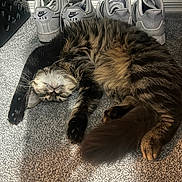 La Bella joined the competition — help win amazing prizes! cat, tabby, sleeping, carpet, sunlight, shoes, nike, sneakers, indoor, pet, fluffy, relaxed, paw, tail, stretching, shadow, floor, wall, lace, resting