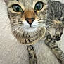 cat, tabby, close_up, pet, animal, feline, whiskers, green_eyes, curious, indoor, cute, fur, face, ears, paw, laying_down, looking_at_camera, domestic_cat, striped, young_cat