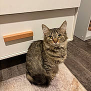 Cleo is registered to the contest to win money with this photo: cat, tabby, pet, animal, indoor, floor, rug, cabinet, wooden_floor, fur, domestic_cat, whiskers, ears, curious, sitting, eyes, feline, household, cute, mammal