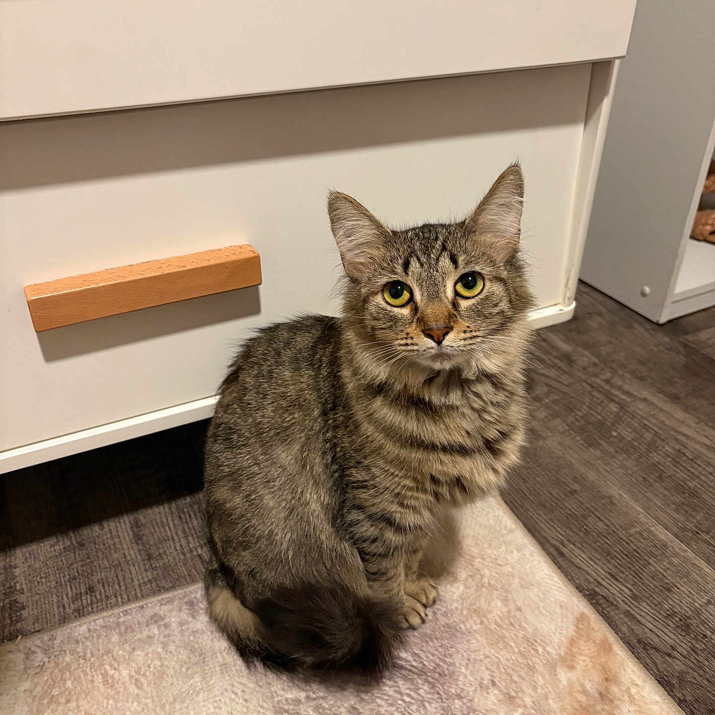 Cleo is registered to the contest to win money with this photo: animal, cabinet, cat, curious, cute, domestic_cat, ears, eyes, feline, floor, fur, household, indoor, mammal, pet, rug, sitting, tabby, whiskers, wooden_floor