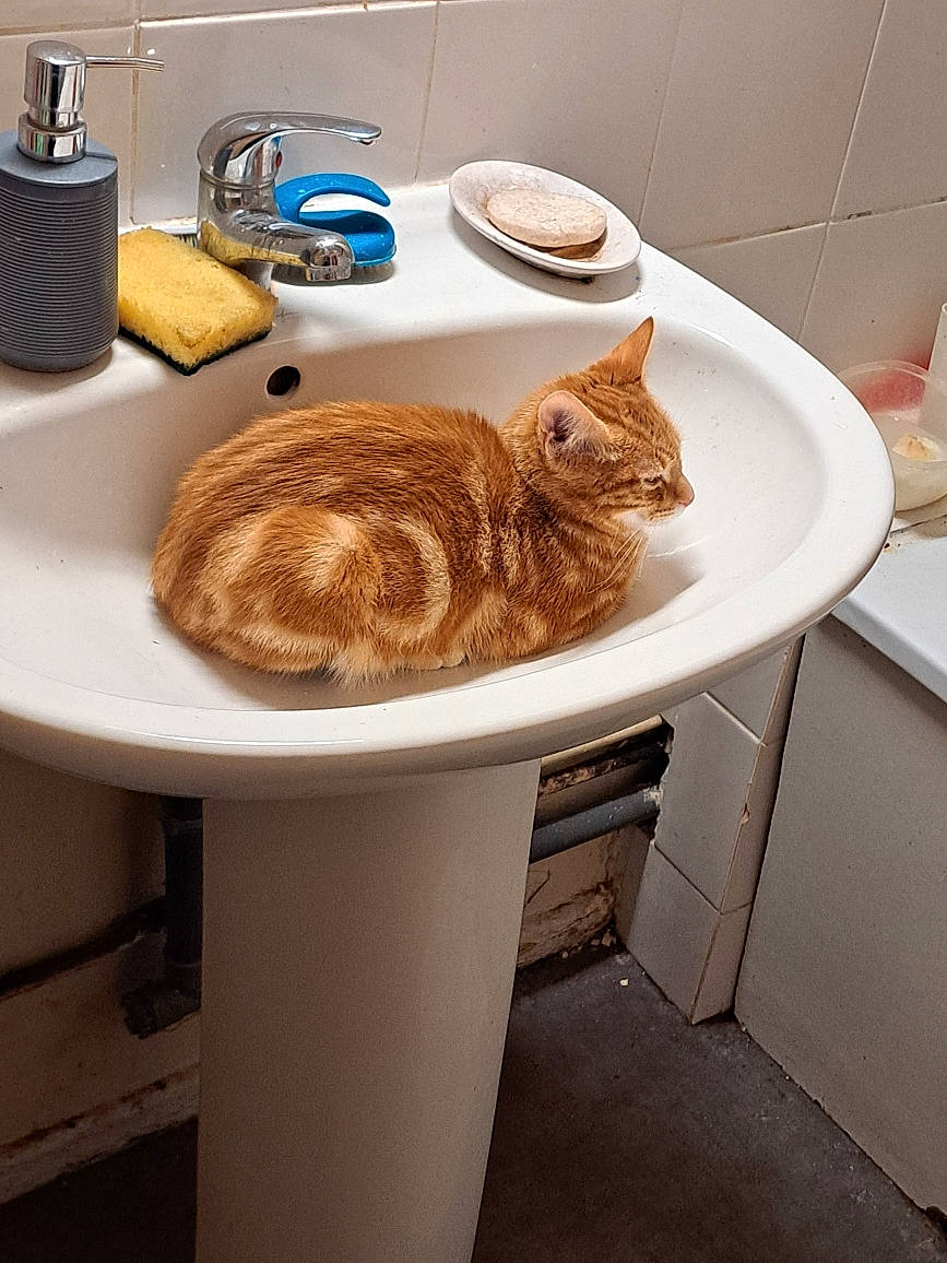 Simba a rejoint le concours — aidez-le/la à gagner de superbes lots ! bathroom, bathroom_sink, brown, carnivore, cat, ceramic, felidae, floor, flooring, hardwood, interior_design, plumbing, plumbing_fitting, plumbing_fixture, serveware, sink, small_to_medium_sized_cats, tap, whiskers, wood